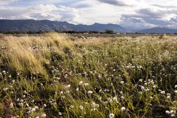 Fields of Patagonia near El Calafate, Santa Cruz Province