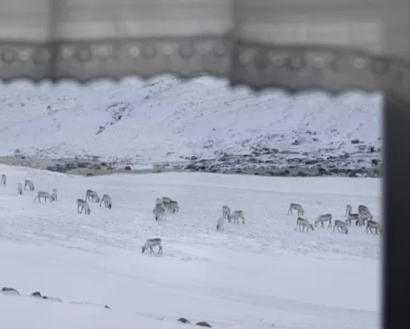 Wild Reindeer out the window