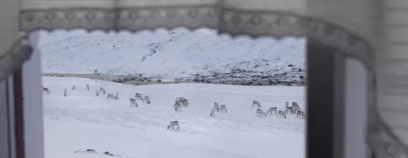Wild Reindeer out the window