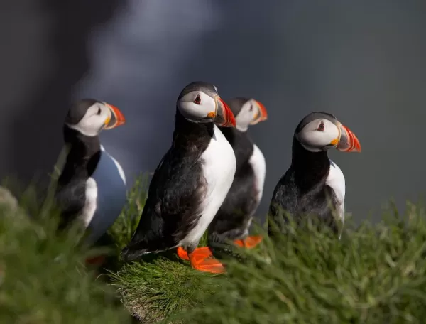 Puffins can be found in the East Fjords