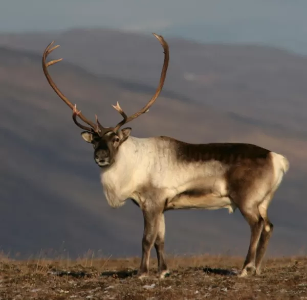 Wild Reindeer in East Iceland