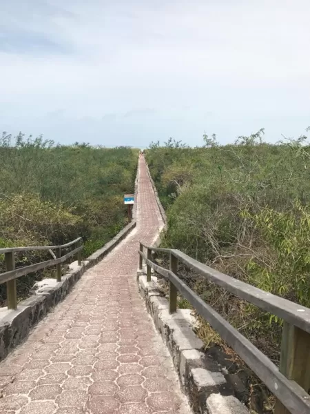 The path leading to Tortuga Bay.