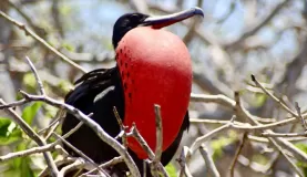 Frigate Bird on North Seymour