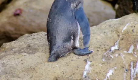 Penguins spotted on Bartolome Island