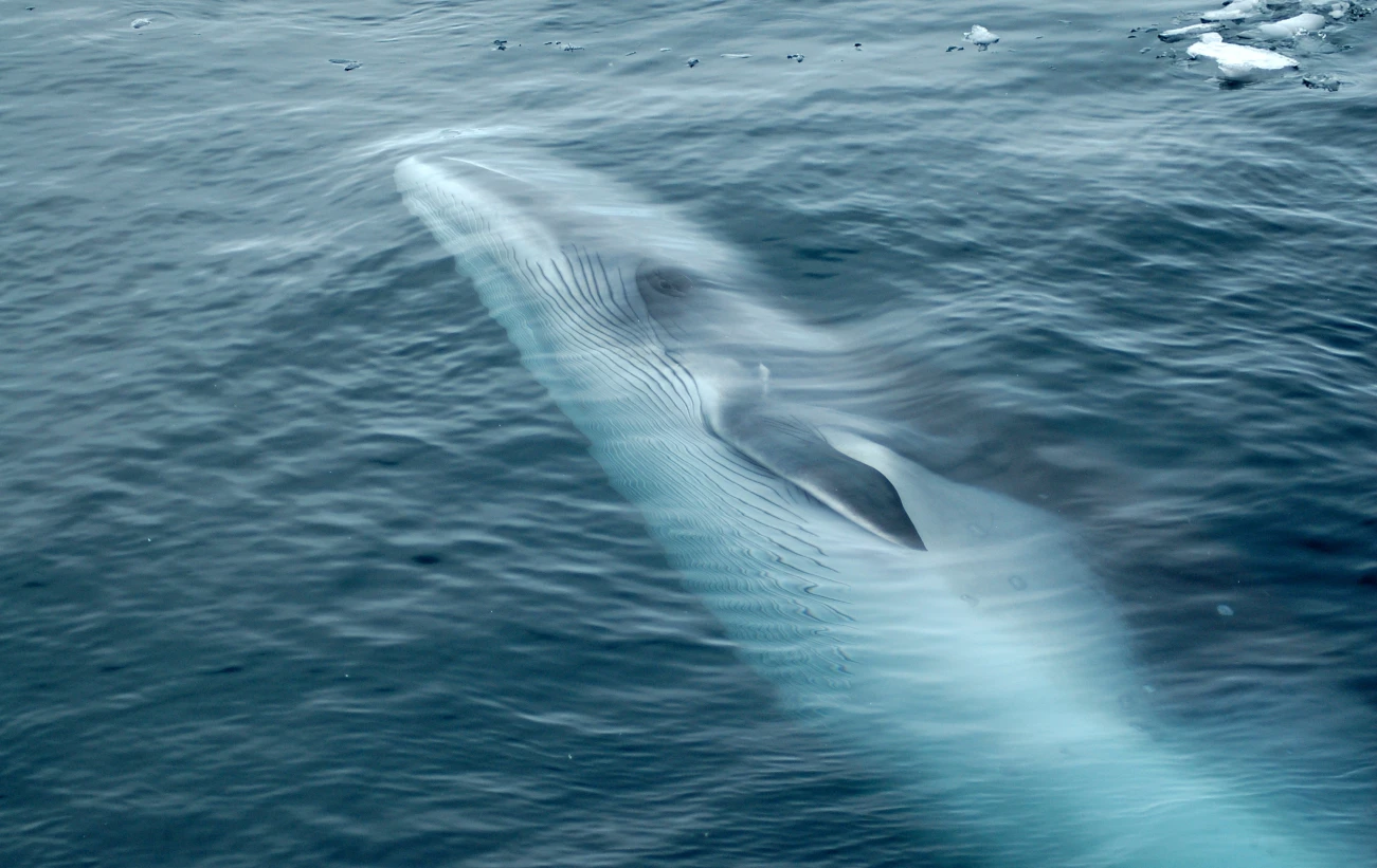 Minke whale swimming in the ocean