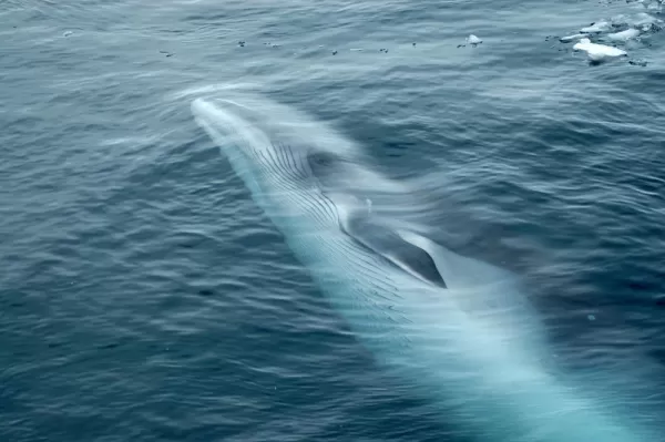 Minke whale swimming in the ocean