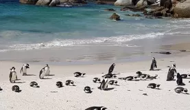 Penguins on beach, Cape Peninsula