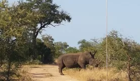 Rhino, Timbavati Reserve