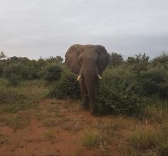 Elephant, Timbavati Reserve