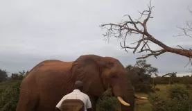 Elephant, Timbavati