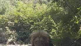Lion, Timbavati Reserve