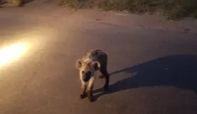 Hyena on a night drive, Kruger National Park