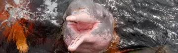 Pink Dolphins swimming in the Amazon River