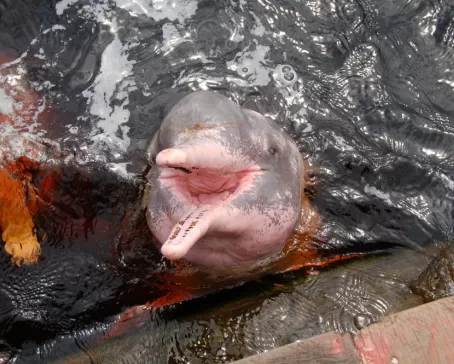 Pink Dolphins swimming in the Amazon River