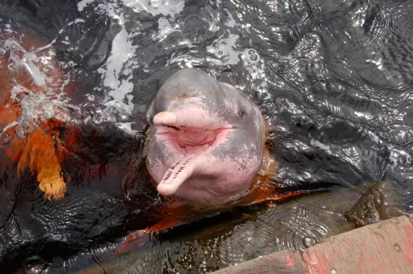 Pink Dolphins swimming in the Amazon River
