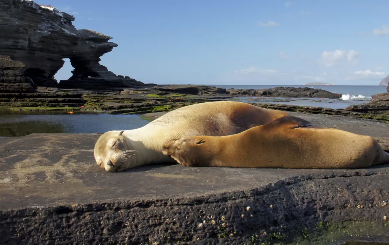 Sea lion on Santiago Island in the Galapagos