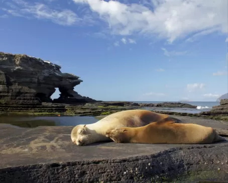 Sea lion on Santiago Island in the Galapagos