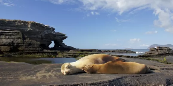 Sea lion on Santiago Island in the Galapagos