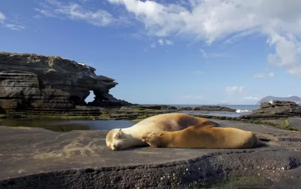 Sea lion on Santiago Island in the Galapagos