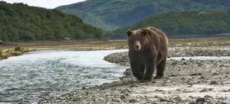 Bear sighting in Alaska