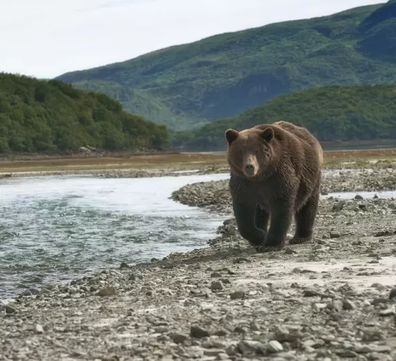 Bear sighting in Alaska