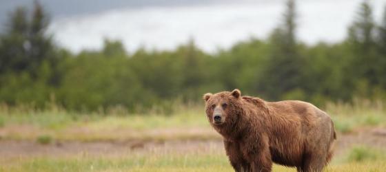 Bear sighting in Alaska