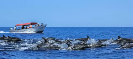 Dolphins Jumping in Baja