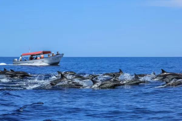 Dolphins Jumping in Baja