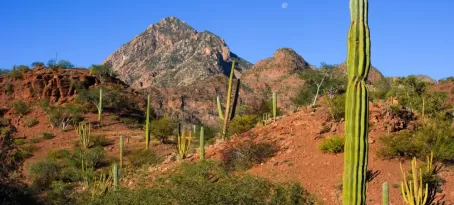 Desert Landscape in Baja