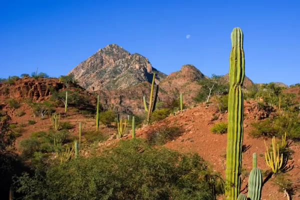 Desert Landscape in Baja