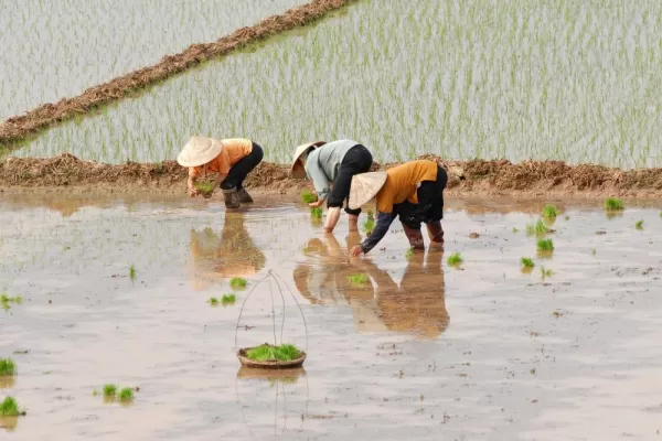 Rice field workers