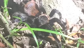 Tarantula coaxed out of its lair.