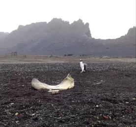 Penguin walks by a whale bone