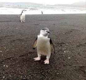 A curious young penguin