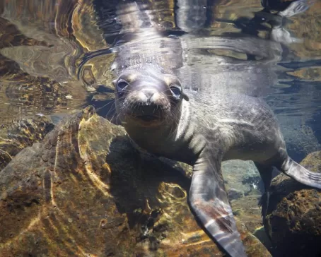 Wildlife in the Galapagos