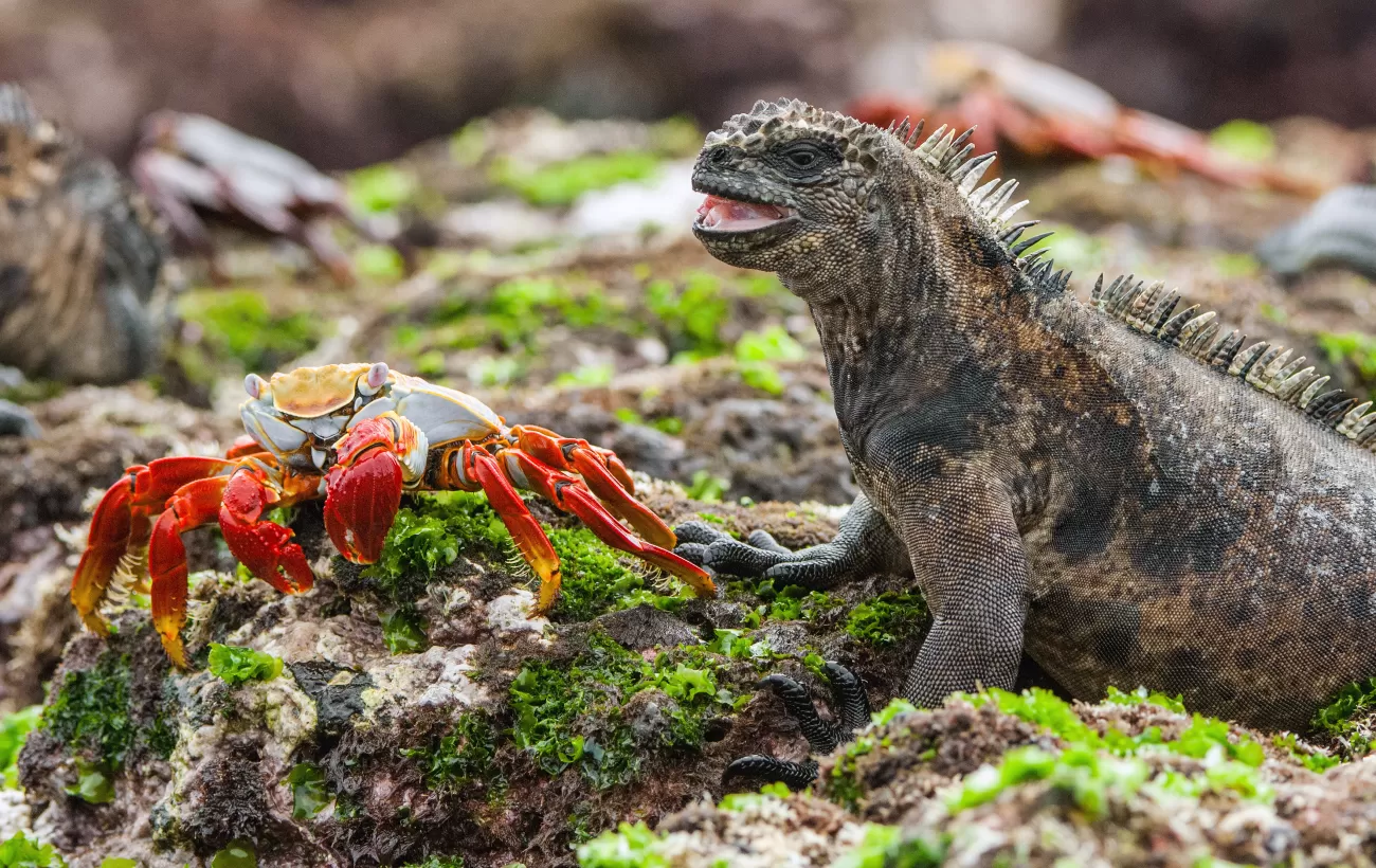 Wildlife in the Galapagos