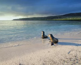 Wildlife in the Galapagos