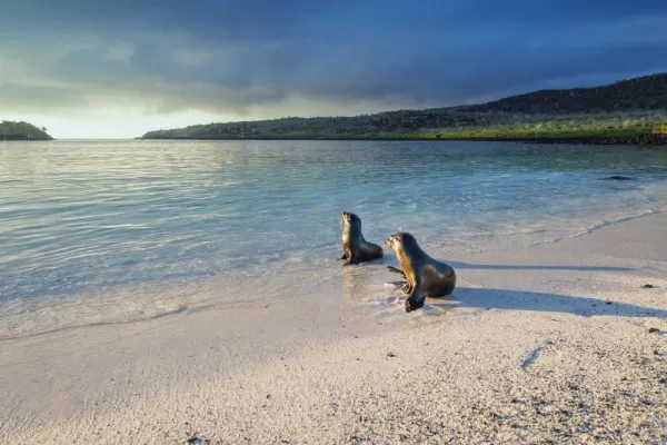 Wildlife in the Galapagos