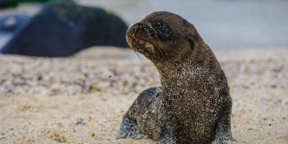 Wildlife in the Galapagos