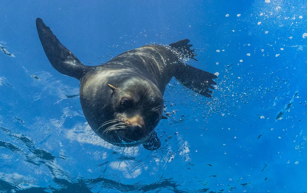 Wildlife in the Galapagos