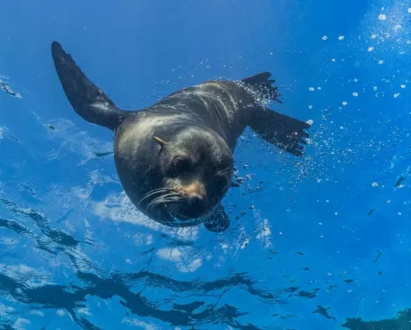 Wildlife in the Galapagos
