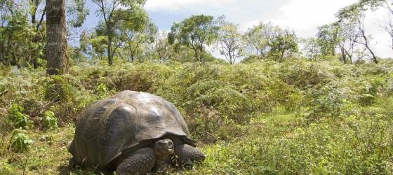 Wildlife in the Galapagos