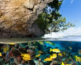 Tropical Island and Underwater Paradise for Divers