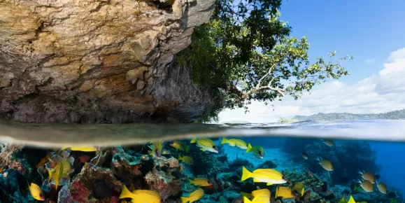 Tropical Island and Underwater Paradise for Divers
