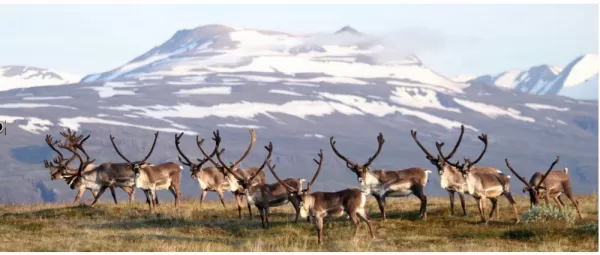 Wild Reindeer in the highlands
