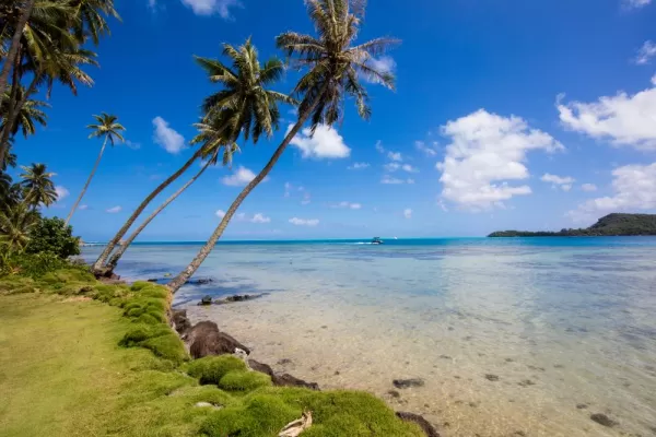 100+ Free Photos - Tropical trees in Sunny Mauritius blue sky