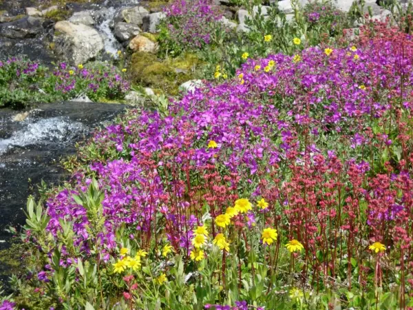Wildflowers in springtime on trail to Iceberg Lake