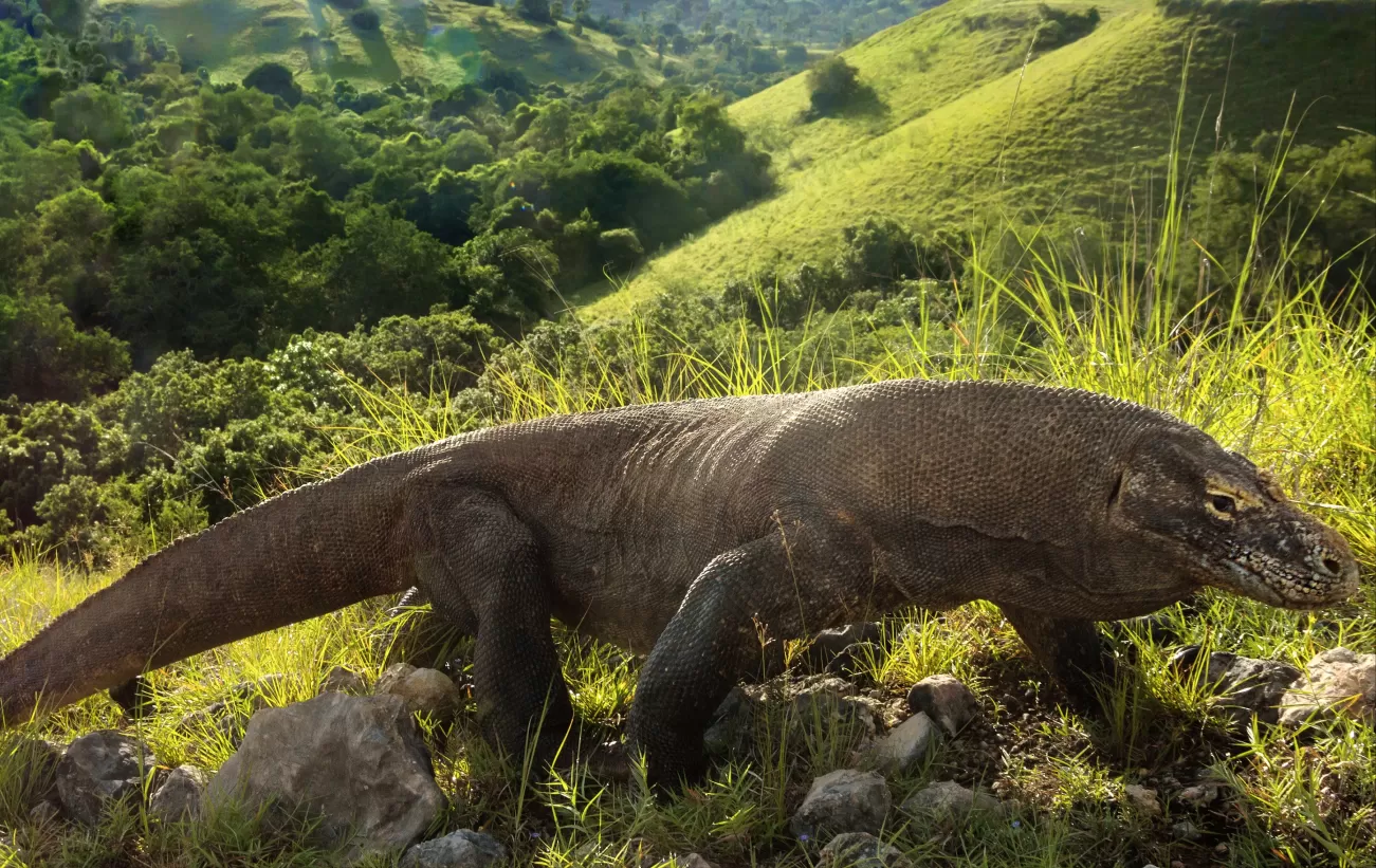 Wild Komodo Dragon in its habitat