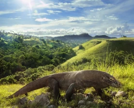 Wild Komodo Dragon in its habitat