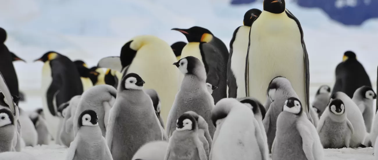 Emperor penguins on Snow Hill Island